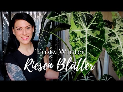 ALOCASIA im WINTER - So musst du Gießen, Düngen und Pflegen