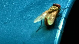 Sunk Loto- Porcelain Buddha (Guitar cover)