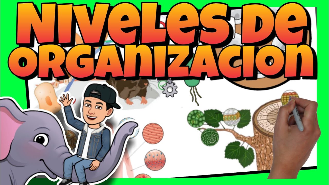 🐼🌼 NIVELES de ORGANIZACIÓN de los SERES VIVOS con EJEMPLOS para NIÑOS