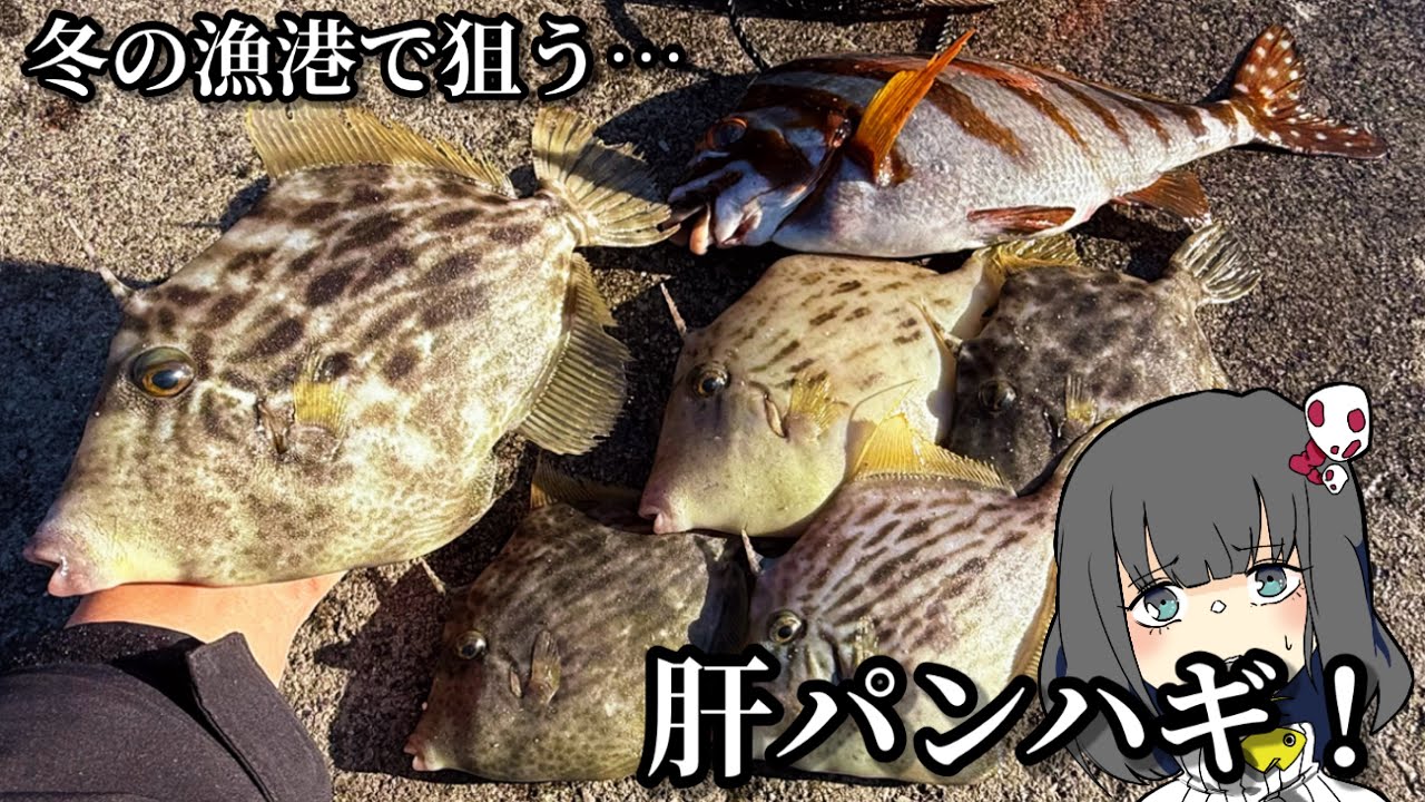 たった130円！激安エサで、良型カワハギが釣れまくる！！！