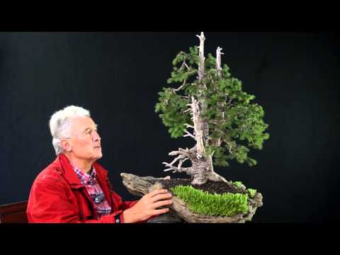 INTERNATIONAL BONSAI ACADEMY with Walter Pall 2013 - Case Study 6/ Picea abies yamadori