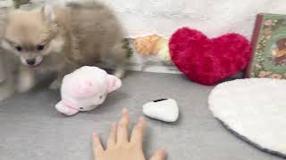 ハーフ犬の動画01