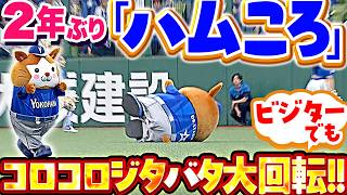 【2年ぶりハムころがし】DB.スターマン『相変わらずの可愛さ…ベルーナDでもコロコロジタバタ大回転に大歓声！』