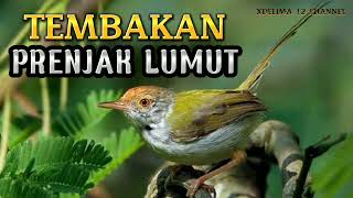 Download lagu PRENJAK LUMUT NEMBAK RAPAT COCOK BUAT MASTERAN mp3 Download lagu PRENJAK LUMUT NEMBAK RAPAT COCOK BUAT MASTERAN mp3