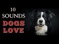 10 Sounds Dogs Love To Hear The Most