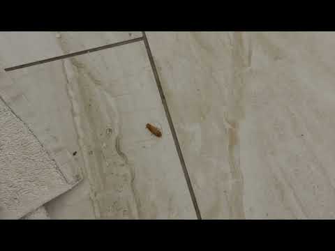 German Cockroaches Take Over the Kitchen in Seaside Park, NJ