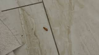 Watch video: German Cockroaches Take Over the Kitchen in...