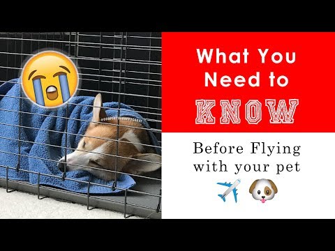 DON'T FLY WITH YOUR DOG in airplane cargo before you see this