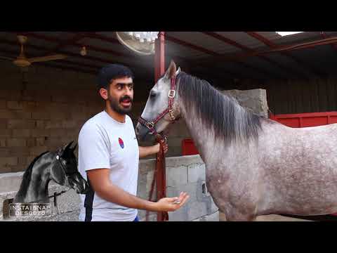 , title : 'التعامل مع الحصان الجديد - كيف يثق فيك حصانك معلومات سحرية - النصري'