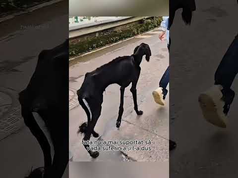 🐕💔 Era atât de slab încât nu putea nici să mănân#trending #viralvideo #shorts