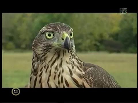 Kezelje a szemölcsöket a torokban, Uszodai szemölcs