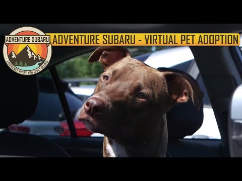 Rescue Village: Virtual Pet Adoption Event 2020