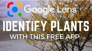 Name That Plant! How Google Helps You Garden: Use Google Lens AI To Id