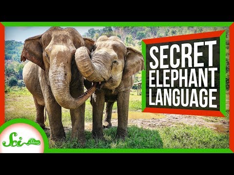 大象的祕密語言 (The Secret Language of Elephants)