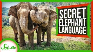 The Secret Language of Elephants
