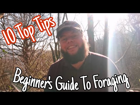 How & What To know To Start  Foraging For Wild Edibles - The Beginners Guide To Foraging 🌱
