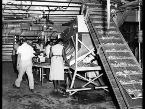 download lagu mp3 mp4 History Of Shrimp, download lagu History Of Shrimp gratis, unduh video klip History Of Shrimp