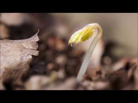 Papaja Home - Květinky  (Flowers)