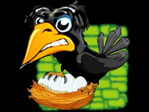Gutsy Crow Video