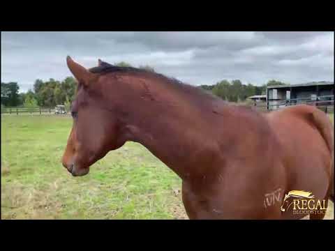 Regal Bloodstock -  Regal Duke