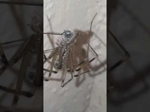 Full HD video of spider hunted insect |spider making nest| spider eating echinoderm eta| viral video