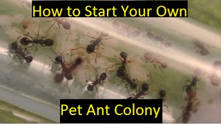 How to start your own pet ant colony
