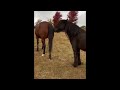 Brown Horse Farts Black Horse Smell Then Gets Slapped By Brown Horse