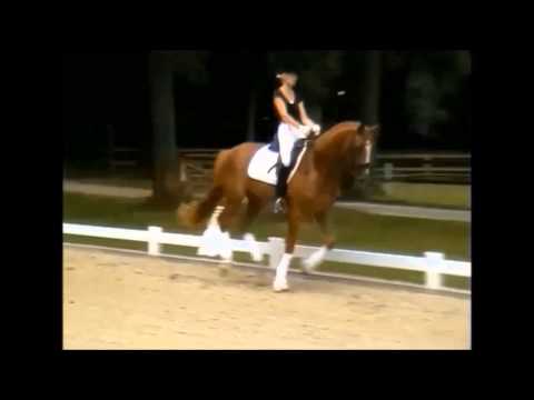 Young dressage talents - dressage horses Fiorano x Wolkentanz II - 3jähriger Wallach