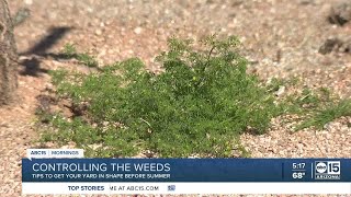 Controlling the weeds in your yard after a wet winter