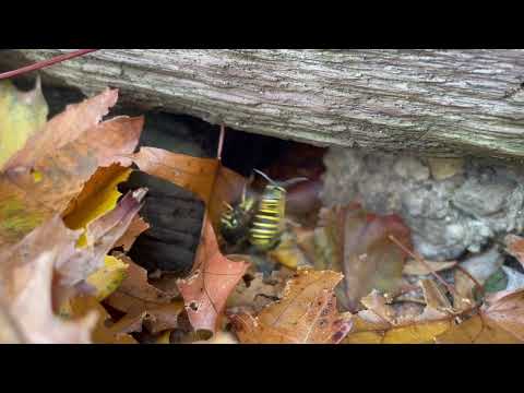 A Small Gap in the Railroad Ties is Loaded with Yellow Jackets in Middletown, NJ