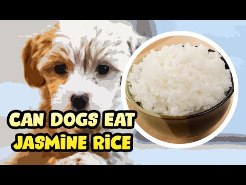 YouTube video about: Can dogs eat jasmine rice for diarrhea?
