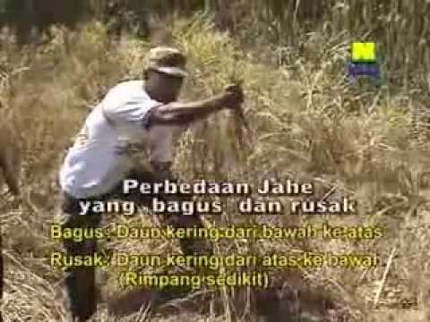 Apa potensi yang besar Diabetes dan potensi obat tradisional