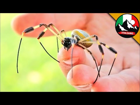 MORDERÀ? 🕷 UN ENORME RAGNO SPAVENTOSO! | Brave Wilderness Italiano