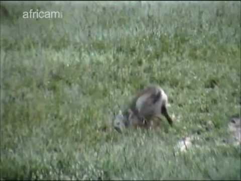 Side-striped jackals at Nkorho, January 24, 2013