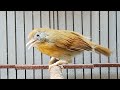 JENGGOT MINI Burung Murah Termantap