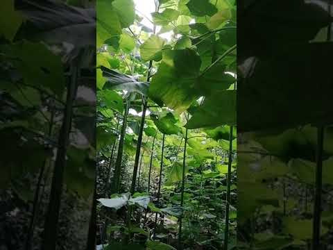 17.08.22 павловния Шан Тонг