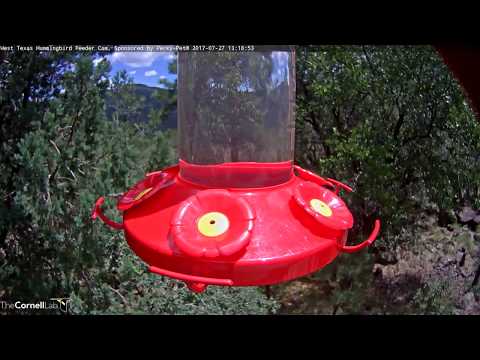Female Lesser Goldfinch Pops Within View of West Texas Hummingbird Cam — July 27, 2017