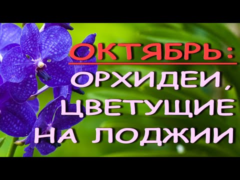 Орхидеи - ЦВЕТУНЬИ ОКТЯБРЯ на лоджии,ЦВЕТЕНИЕ новой КАТТЛЕИ,2021.