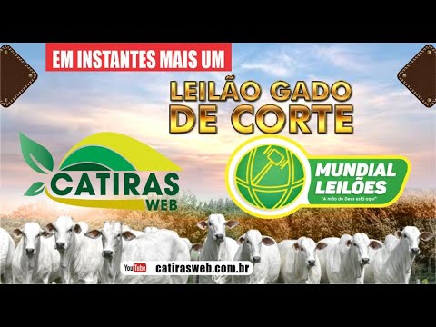 LEILÃO AO VIVO  -  MUNDIAL LEILÕES A MÃO DE DEUS ESTA AQUI -  CAMPO ALEGRE DE GOIÁS- GO - 03/08/2026