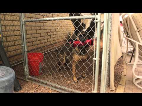 What Do You Do About a Dog Chewing on Stuff When You're Not Home? : Dog Training That Works