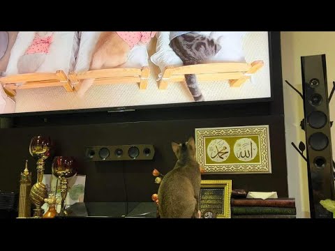 Cats || Cats funny reaction || Ozzi || Funny video 2022
