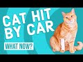 Cat Hit By A Car What Now