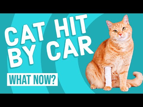 Cat Hit by a Car | What Now?