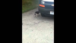 Cat with broken legs