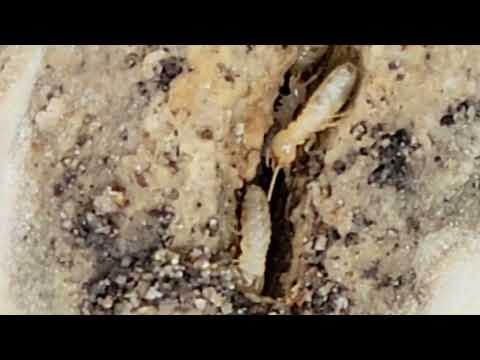 Late Season Termite Activity in Bait Station in Point Pleasant Beach, NJ