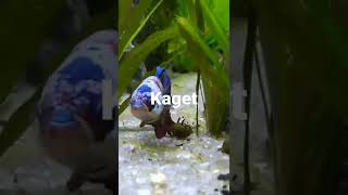 Download lagu story wa ikan cupang kaget mp3