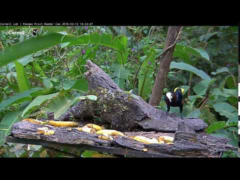 Video 2018 02 12 142241 Chestnut headed Oropendola SINGING