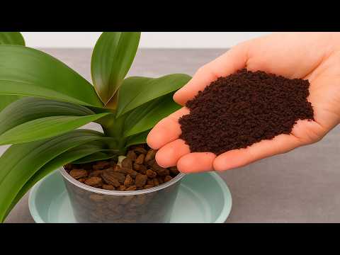 Just coffee! And orchids blooming like crazy all 4 seasons