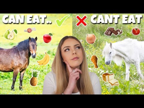 YouTube video about: Can horses eat persimmons?