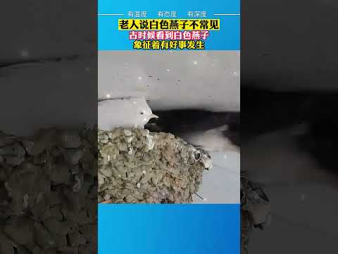 燕子 象徵